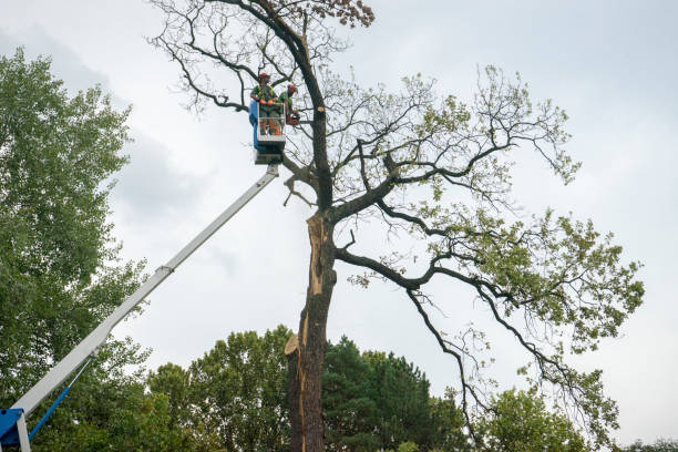 Martins Ferry, OH Tree Services Company